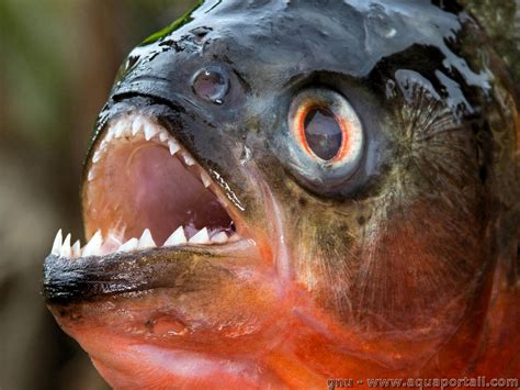 Piranha .